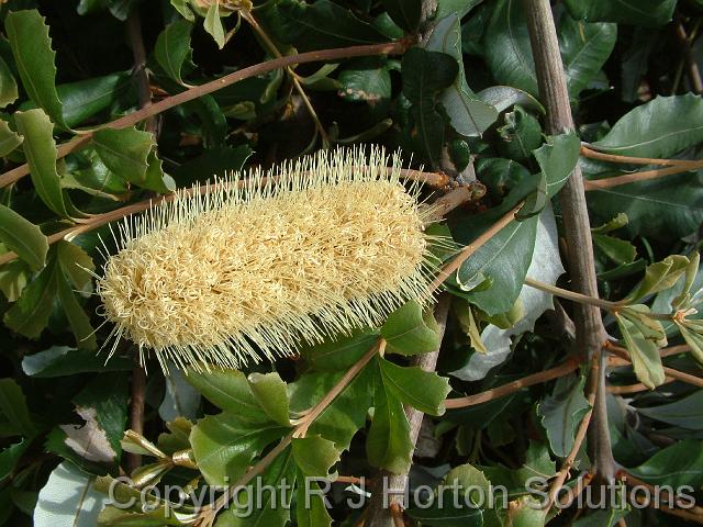 Banksia integrifolia 'Prostrate'